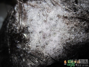 淳萃水舞樱花洗发水好用吗?淳萃水舞樱花洗发水多少钱?